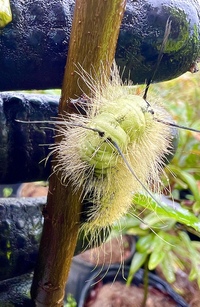 Acronicta americana
