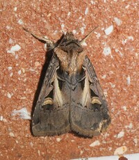 Feltia herilis