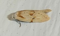 Aethes unidentified species