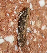 Aristotelia rubidella