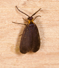 Acoloithus falsarius