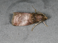 Acrobasis angusella