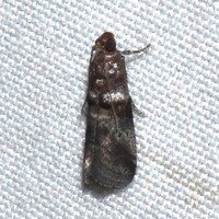 Acrobasis minimella