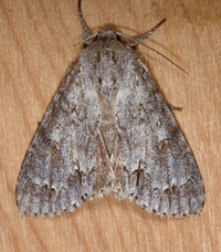 Acronicta hastulifera