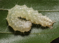 Acronicta unidentified species