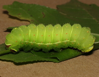 Actias luna