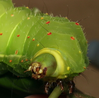 Actias luna