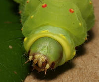 Actias luna