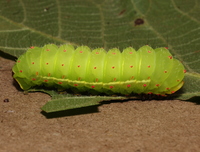 Actias luna