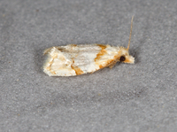 Aethes ringsi