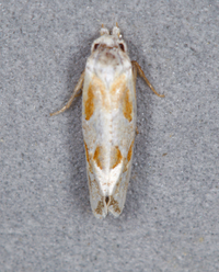 Aethes triassumenta