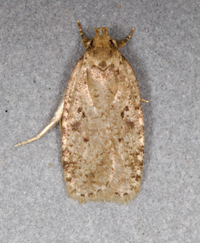 Agonopterix canadensis