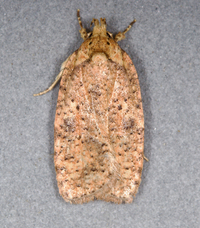 Agonopterix thelmae