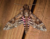 Agrius cingulata