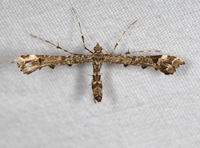 Amblyptilia pica