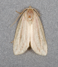 Amolita fessa