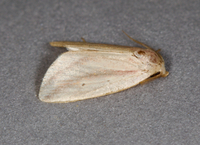 Amolita fessa