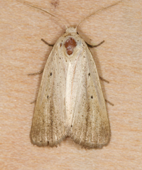 Amolita obliqua