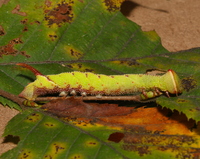 Amorpha juglandis