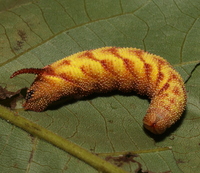 Amorpha juglandis