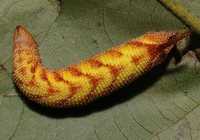 Amorpha juglandis