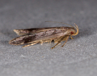 Anacampsis fragariella