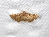 Anageshna primordialis