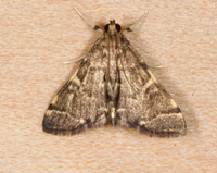 Anageshna primordialis