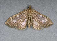 Anania plectilis