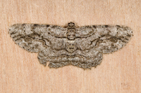 Anavitrinella pampinaria