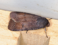 Anicla illapsa