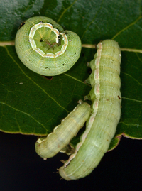 Anicla infecta