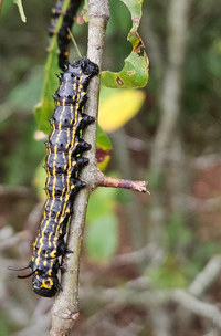 Anisota senatoria