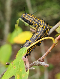 Anisota senatoria