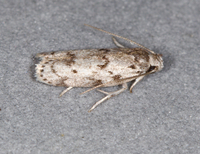 Antaeotricha humilis
