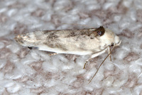 Antaeotricha schlaegeri