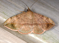 Anticarsia gemmatalis