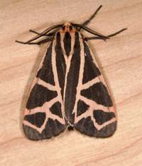 Apantesis phyllira
