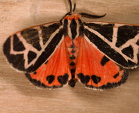 Apantesis phyllira
