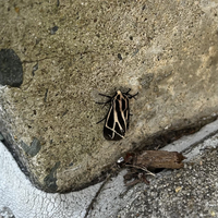 Apantesis carlotta