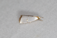 Argyria gonogramma