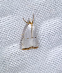Argyria gonogramma