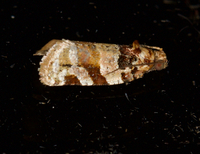 Argyrotaenia kimballi