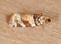 Argyrotaenia kimballi