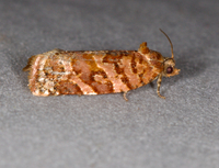 Argyrotaenia tabulana