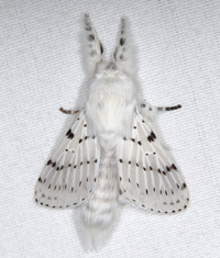 Artace cribrarius