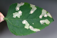 Astrotischeria heliopsisella