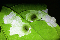 Astrotischeria heliopsisella