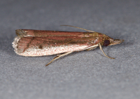 Atascosa glareosella