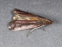 Atascosa glareosella